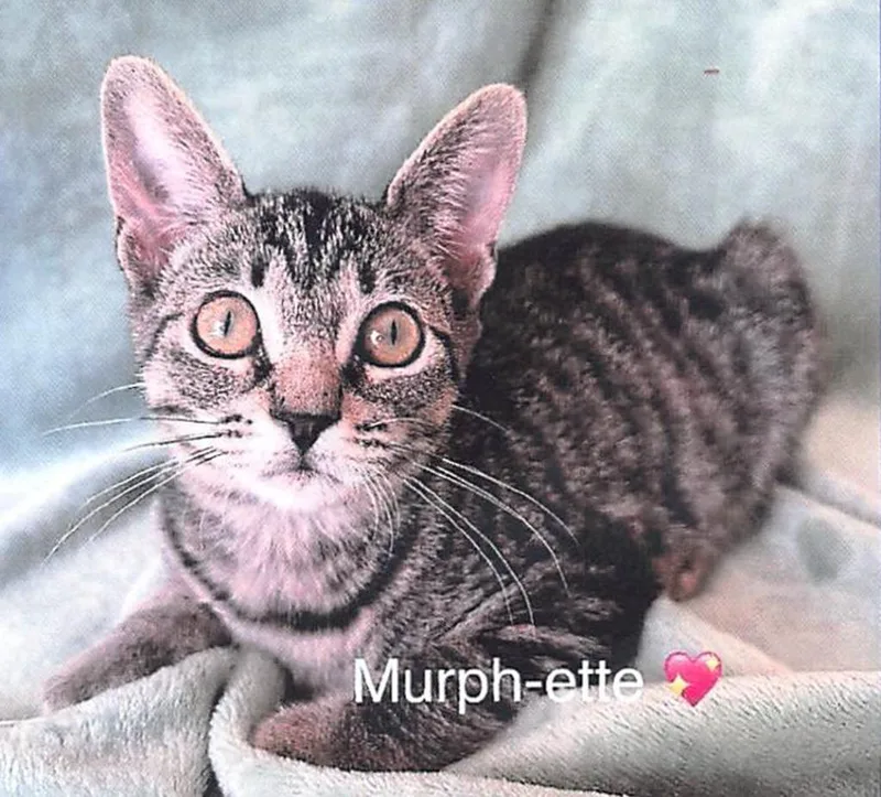 A baby small-sized female Domestic Short Hair cat named Murphette for adoption in Lunenburg, MA