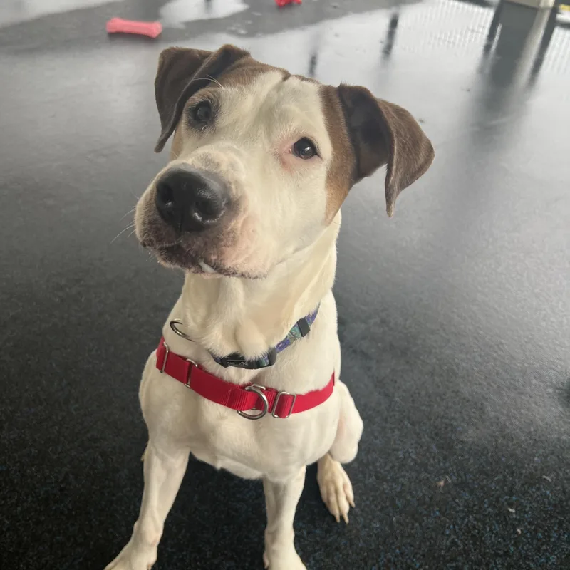 An adult large-sized female White / Cream Mixed Breed dog named Gracie for adoption in Ithaca, NY