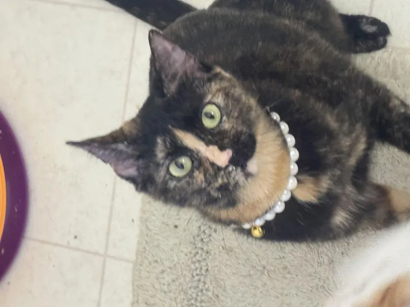 Mama Daisy thumbnail 2