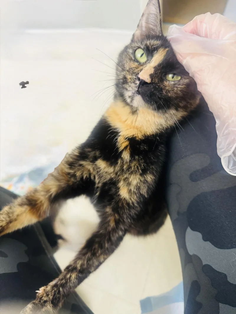 Mama Daisy thumbnail 3