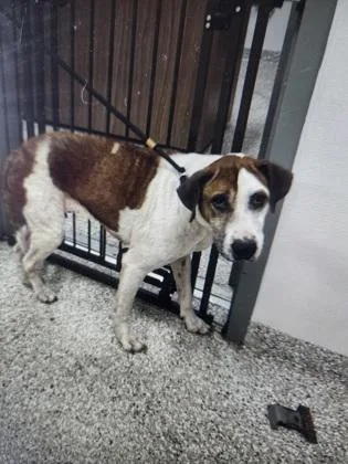 An adult medium-sized female Hound dog named Jelly for adoption in Gastonia, NC