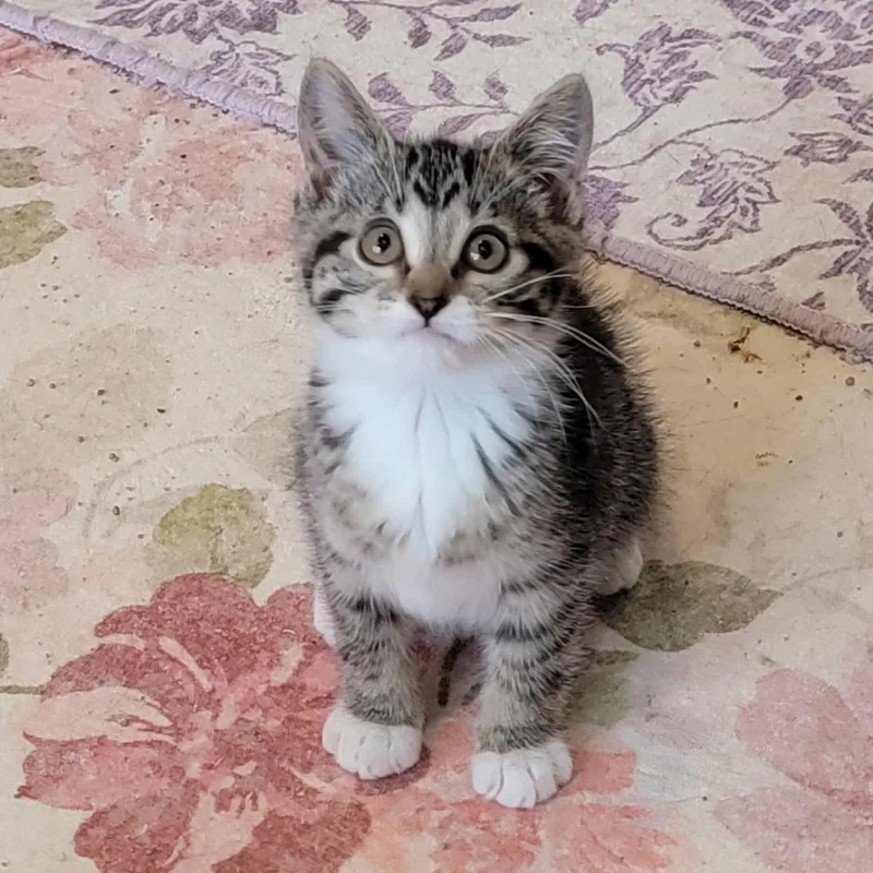 A baby medium-sized female Tabby (Gray / Blue / Silver) Domestic Short Hair cat named Stella for adoption in Wyandotte, MI