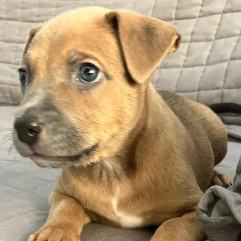 Fitz aka Judah