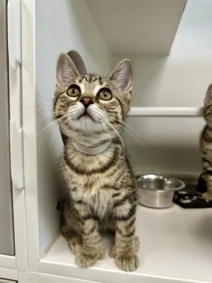 A baby small-sized female Domestic Short Hair cat named Vizzini for adoption in Traverse City, MI