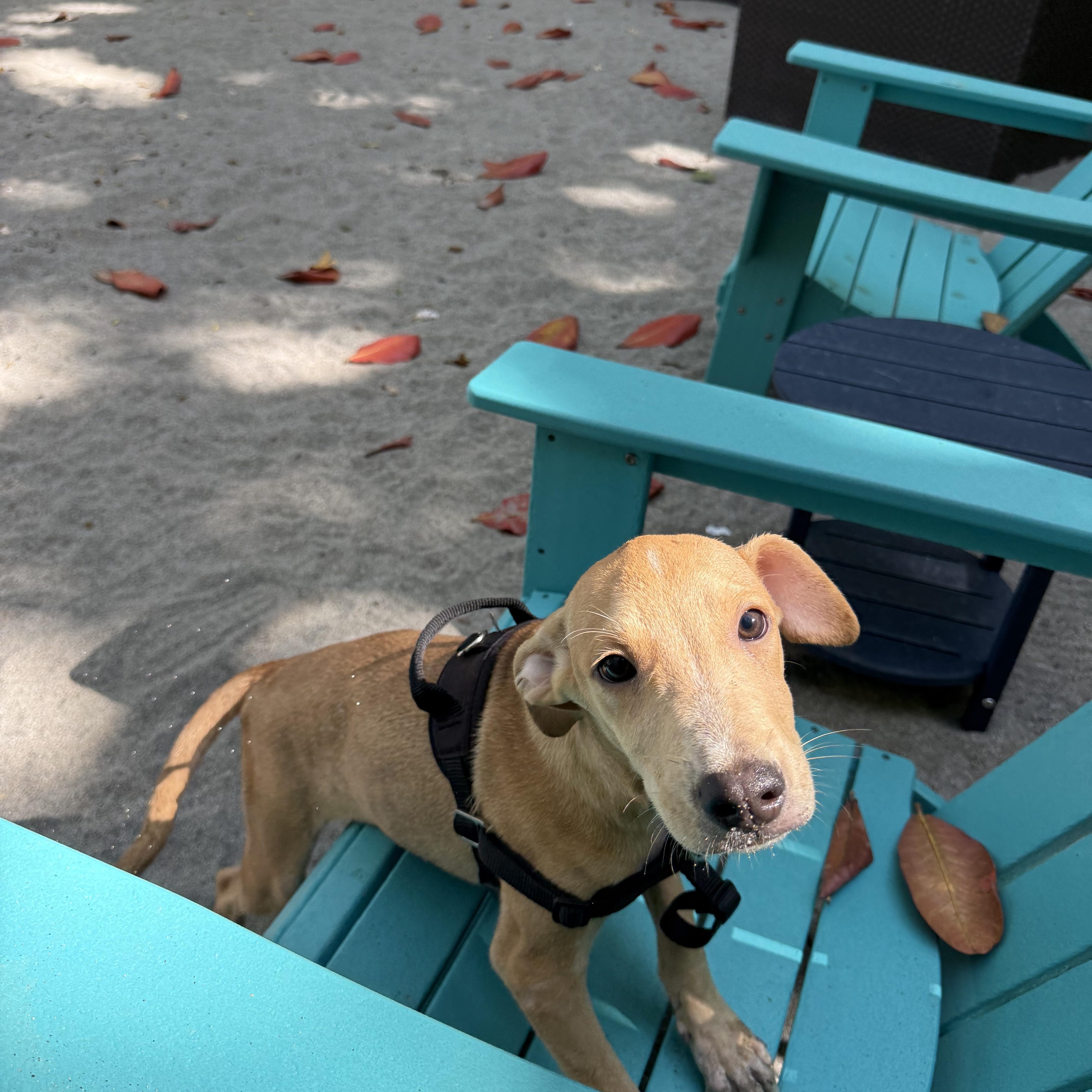 A baby medium-sized male Mixed Breed dog named Lupin for adoption in Richmond, VA