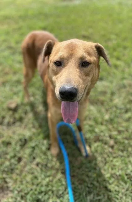 An adult large-sized male Mixed Breed dog named Zoe for adoption in Vero Beach, FL