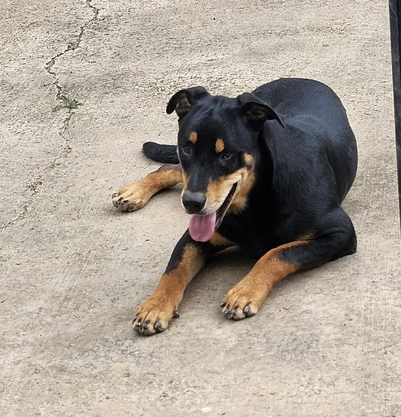 A young medium-sized male Doberman Pinscher dog named Apolo for adoption in Gainesville, VA