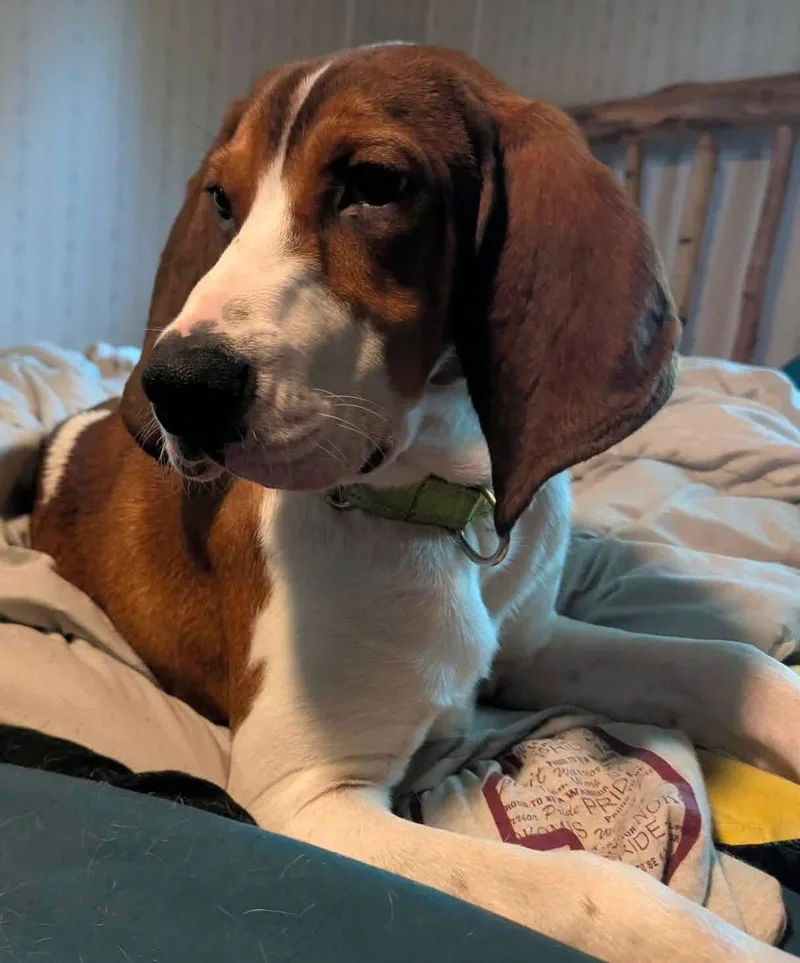 A young medium-sized male Brown / Chocolate Hound dog named Spence for adoption in Brooks, ME