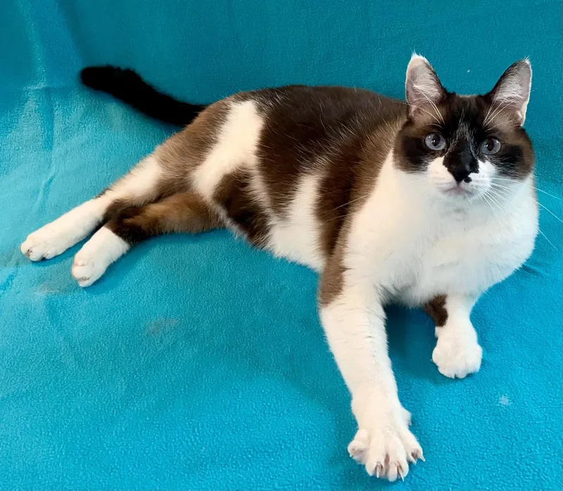 An adult large-sized female Chocolate Point Siamese cat named Jaz for adoption in Manitou Springs, CO