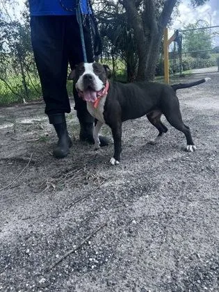 An adult large-sized female Pit Bull Terrier dog named Marilyn for adoption in Daytona Beach, FL