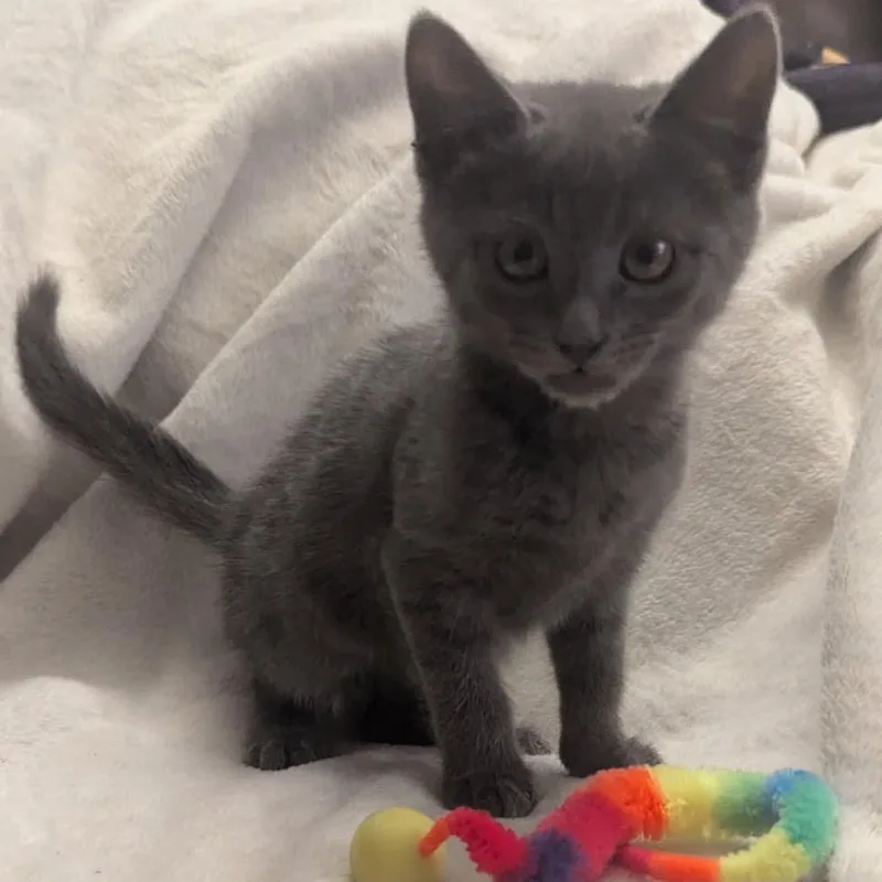 A baby small-sized female Gray / Blue / Silver Domestic Short Hair cat named Truffle for adoption in Las Vegas, NV