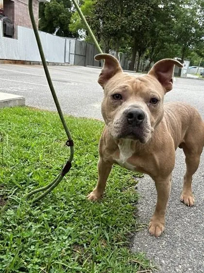An adult large-sized male American Bulldog dog named Peety Pablo for adoption in Savannah, GA