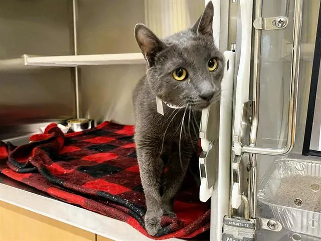 An adult medium-sized male Domestic Short Hair cat named Granite for adoption in Tustin, CA