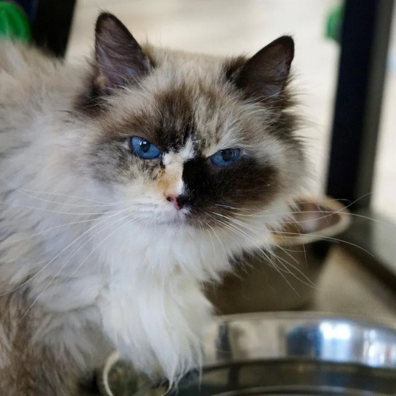 An adult small-sized female Ragdoll cat named Autumn for adoption in Saint George, UT