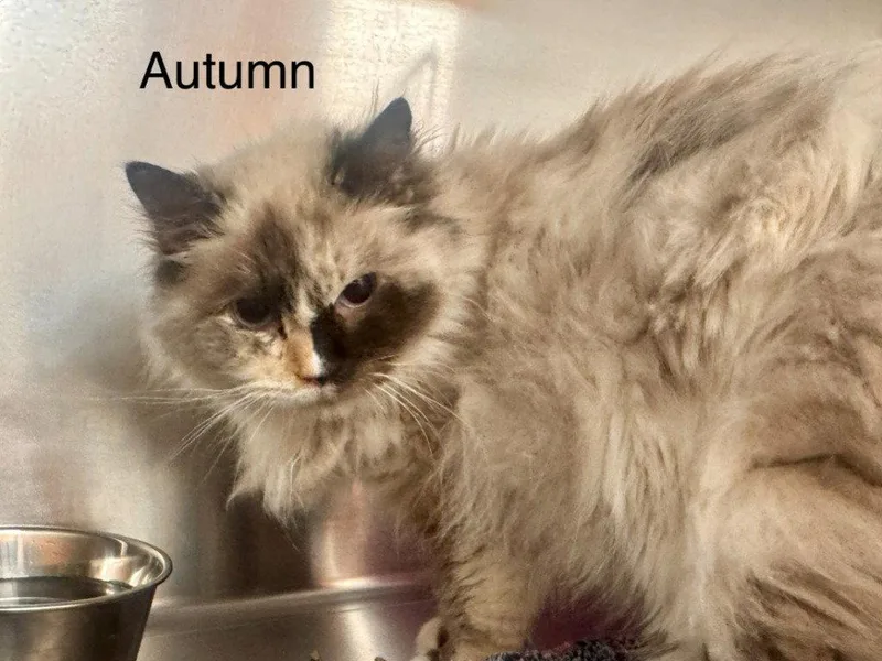 Autumn thumbnail 2