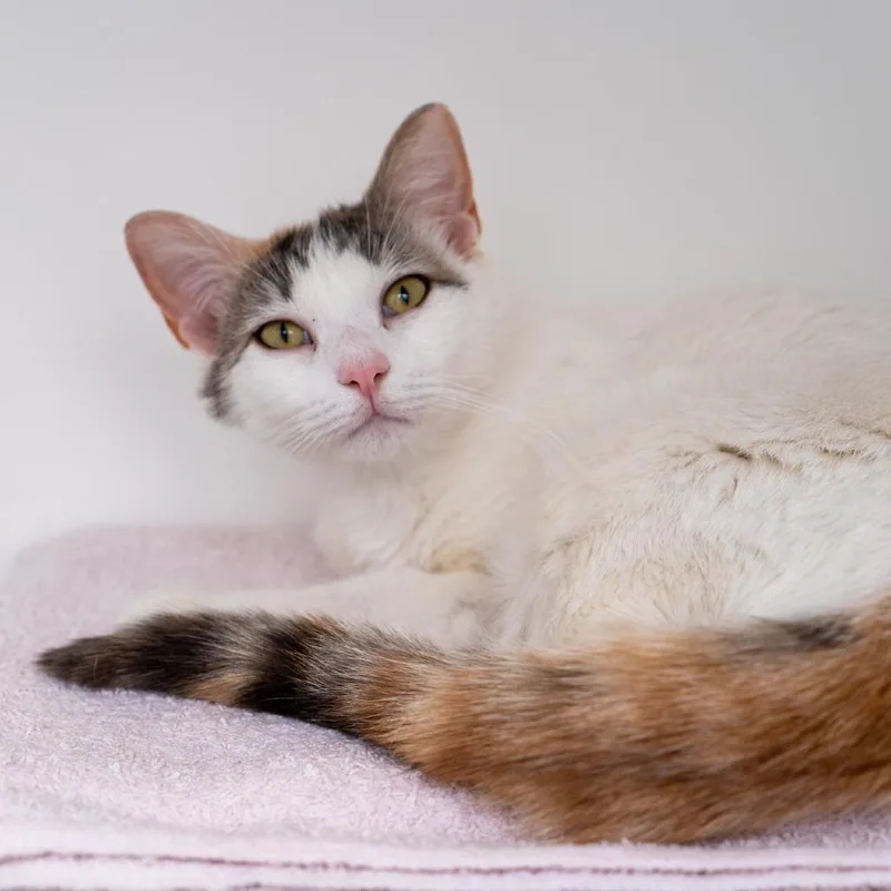A young medium-sized female White Domestic Short Hair cat named Blossom for adoption in New York, NY