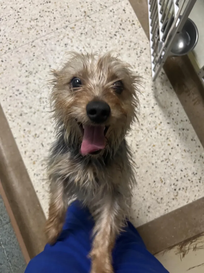 A young small-sized male Bicolor Yorkshire Terrier dog named Karl Torp for adoption in Broken Arrow, OK