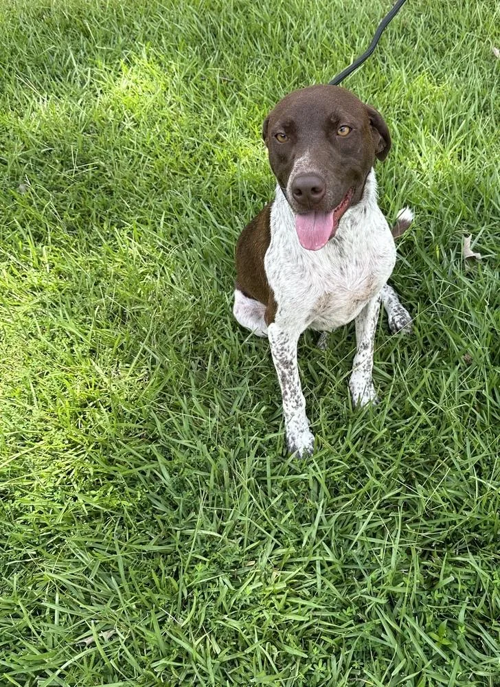 A baby medium-sized female Pointer dog named Maple Hill for adoption in Boston, MA