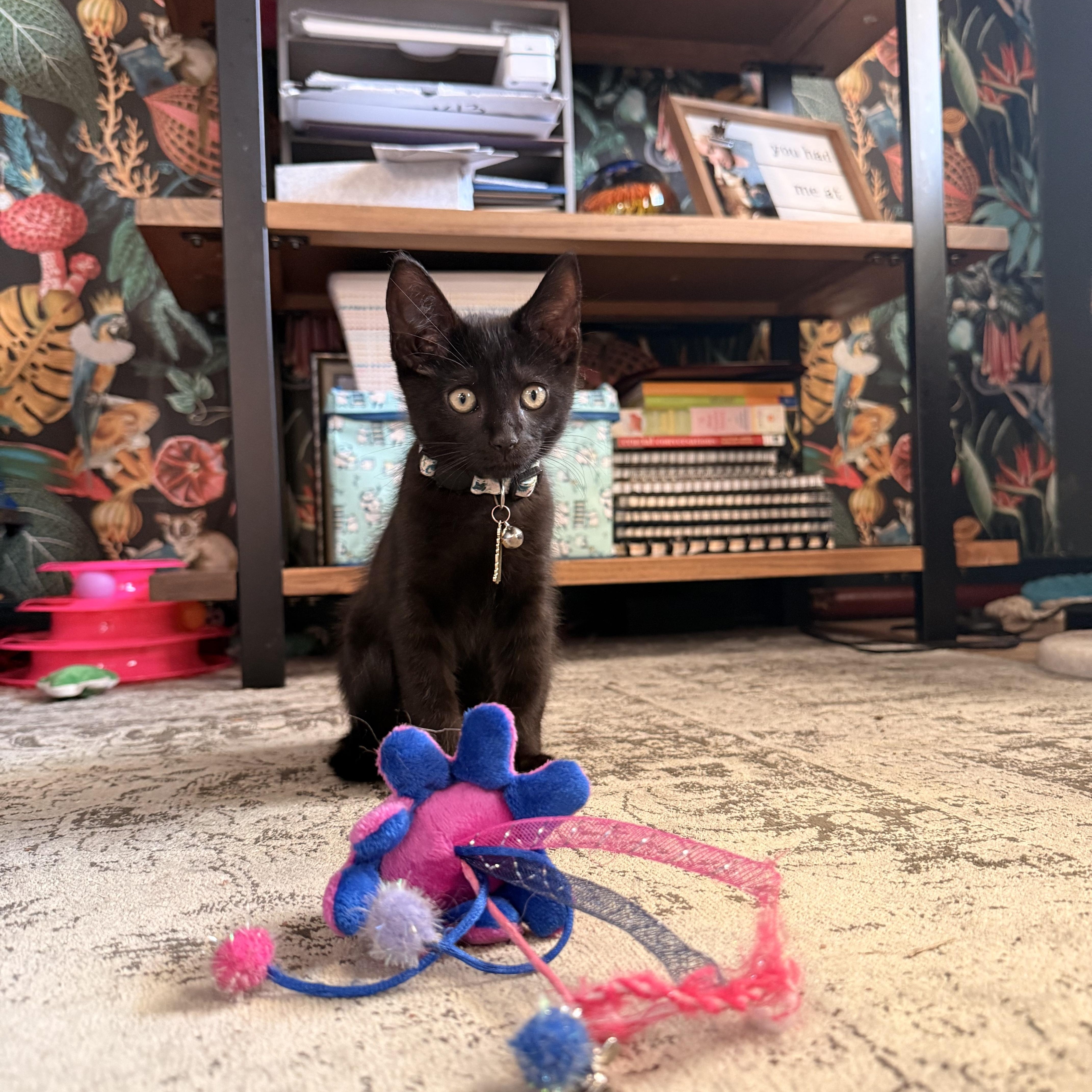 A baby medium-sized male Black Domestic Short Hair cat named McSteamy for adoption in Bryan, TX