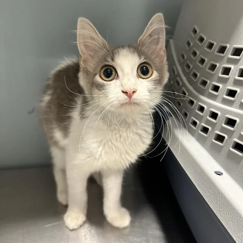 A baby small-sized female White Domestic Short Hair cat named Bean for adoption in Chattanooga, TN