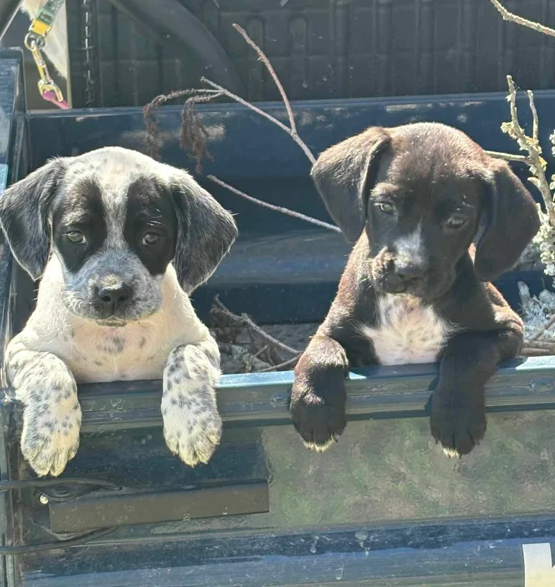 A baby medium-sized female Bluetick Coonhound dog named Raven for adoption in Oakhurst, NJ