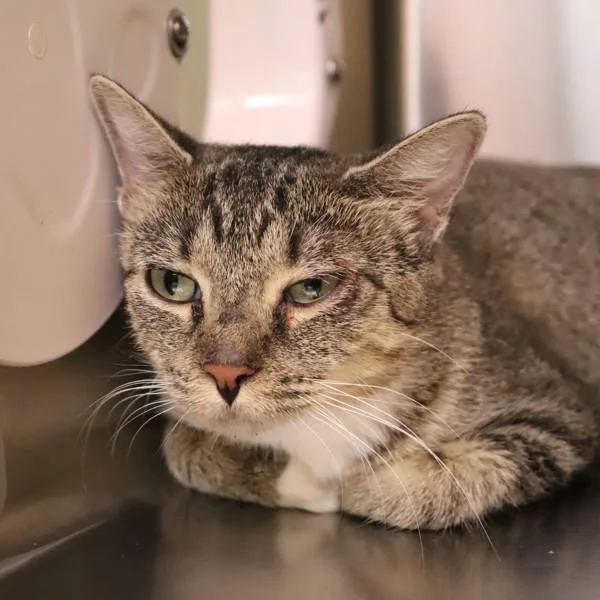 An adult medium-sized female Domestic Short Hair cat named Sammie for adoption in Sioux City, IA