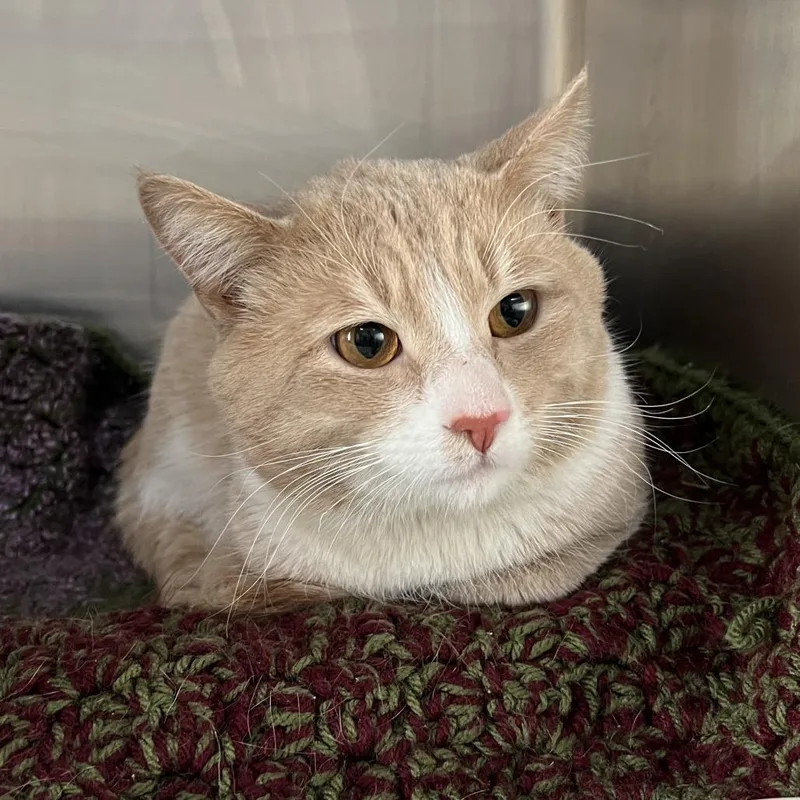 An adult large-sized male Buff / Tan / Fawn Domestic Short Hair cat named Mario for adoption in Wadena, MN