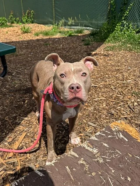 A young medium-sized female Pit Bull Terrier dog named Mayfield for adoption in Leesburg, VA