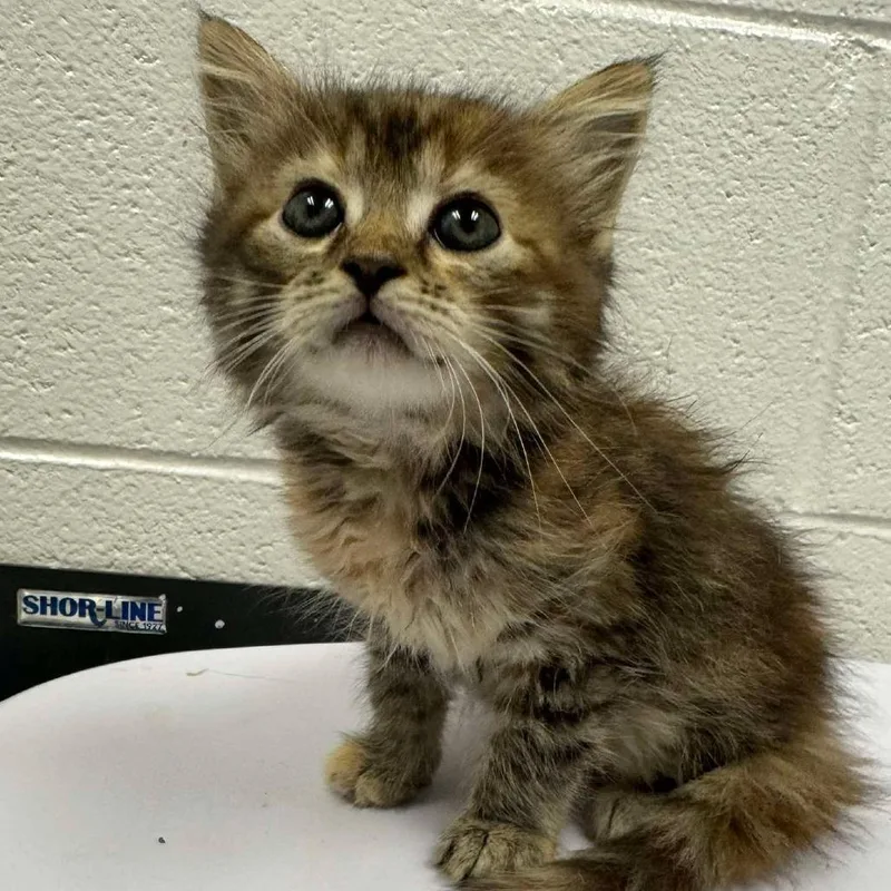 A baby small-sized female Brown / Chocolate Domestic Medium Hair cat named Kimmi for adoption in Rocky Mount, VA