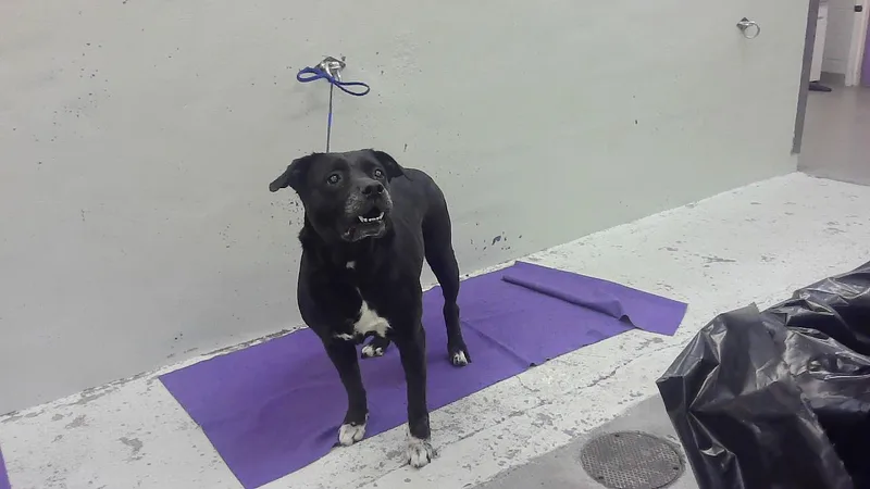 An adult large-sized female Labrador Retriever dog named Xena for adoption in Houston, TX