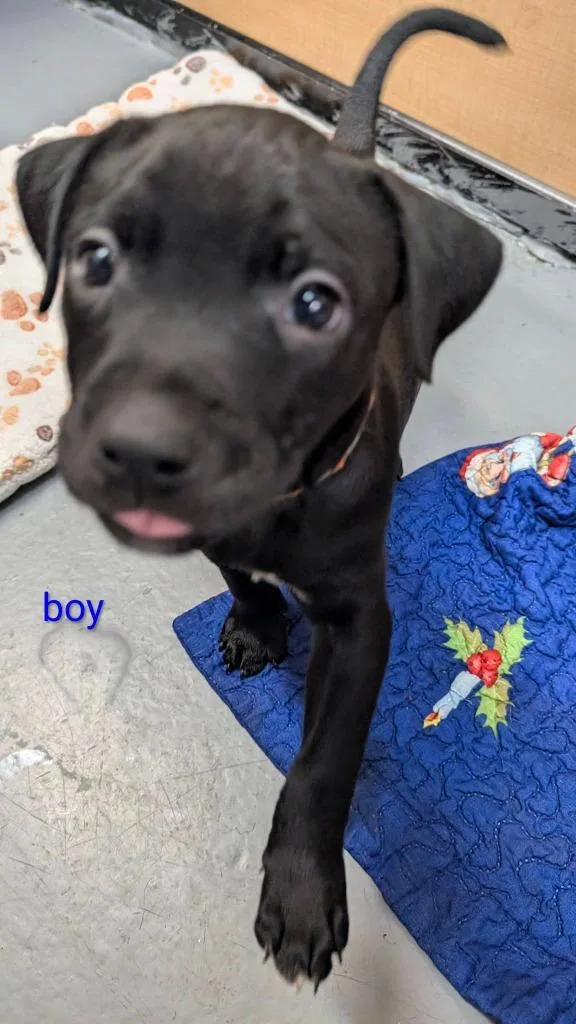 A baby medium-sized male Mixed Breed dog named Ajax for adoption in Warren, MI