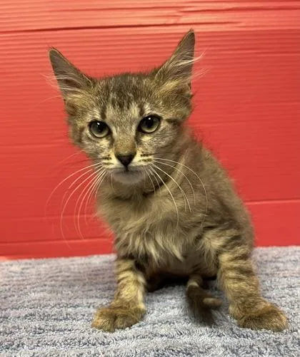 A baby small-sized female Domestic Medium Hair cat named Selma for adoption in Houston, TX