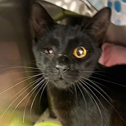 A young small-sized male Black Domestic Short Hair cat named Orbit for adoption in North Myrtle Beach, SC
