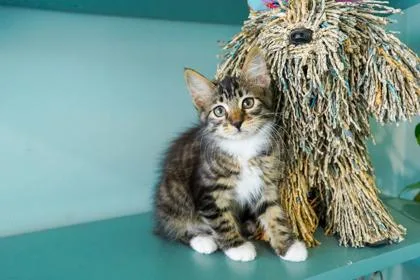 A baby small-sized female Domestic Long Hair cat named Peanut for adoption in San Antonio, TX