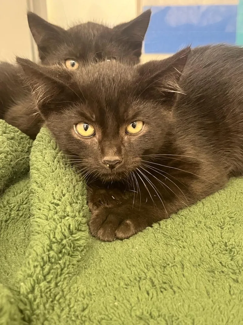 A baby small-sized male Domestic Short Hair cat named Bang Snap for adoption in Manassas, VA