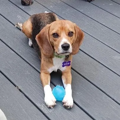 A young small-sized male Tricolor (Brown, Black, & White) Beagle dog named Sprout for adoption in Barrington Hills, IL