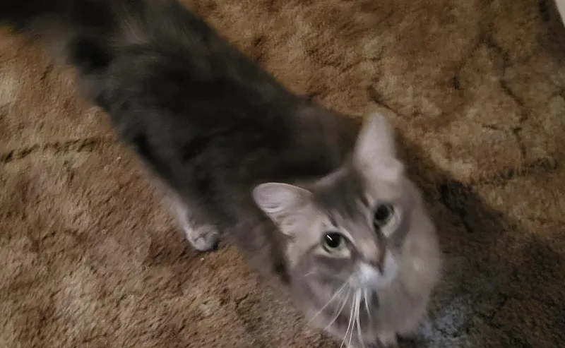 Emmy Lou thumbnail 2