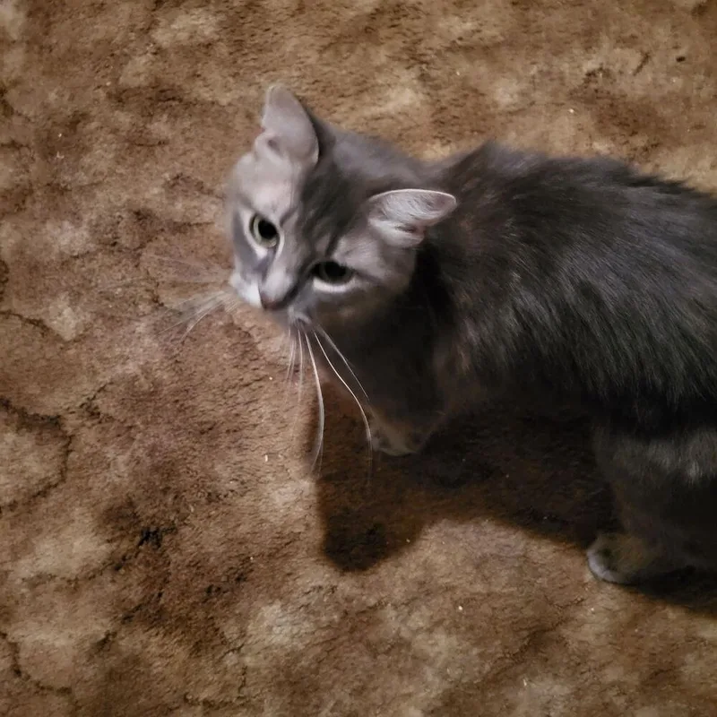 Emmy Lou thumbnail 3