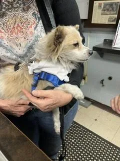 A senior small-sized male Chihuahua dog named Norman for adoption in Stockton, CA