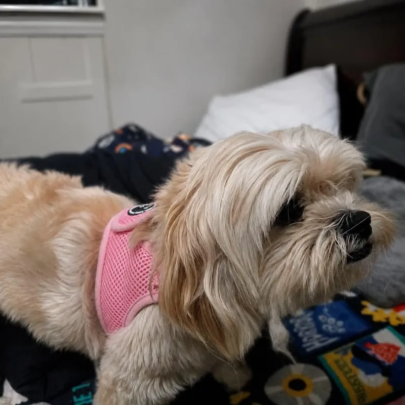 A young small-sized female Shih Tzu dog named Gracie Gs for adoption in Allen, TX