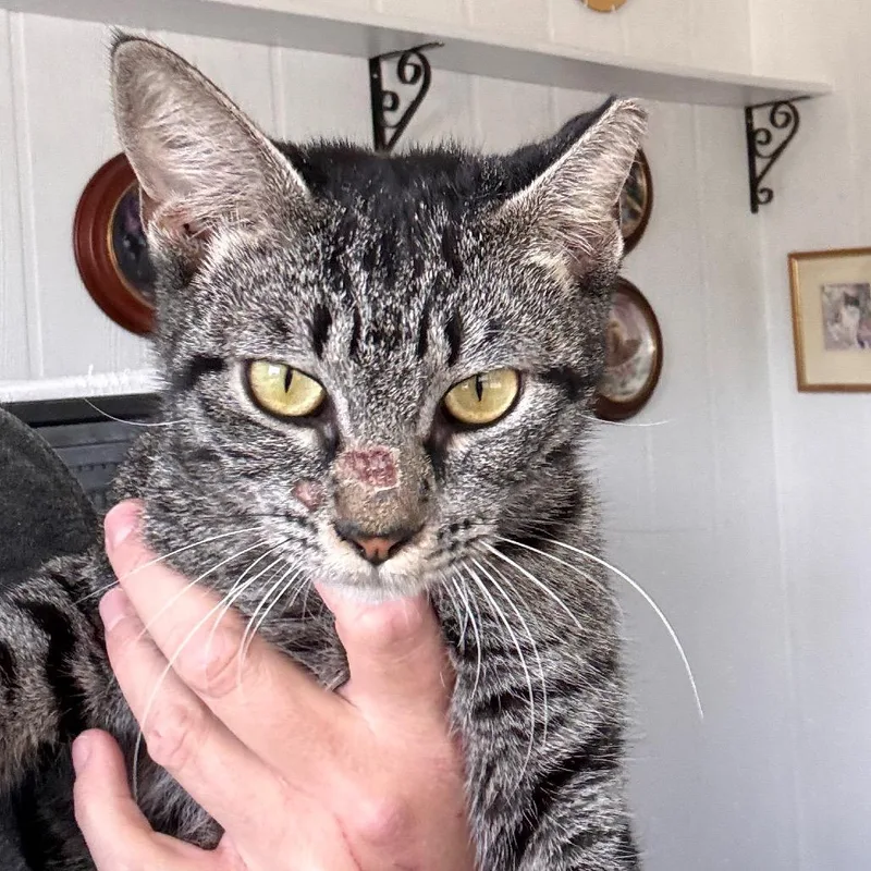 Lily thumbnail 3