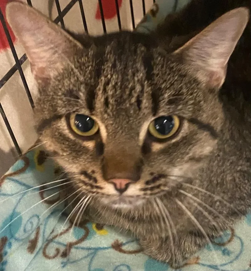 An adult large-sized female Domestic Short Hair cat named China for adoption in Elizabethton, TN