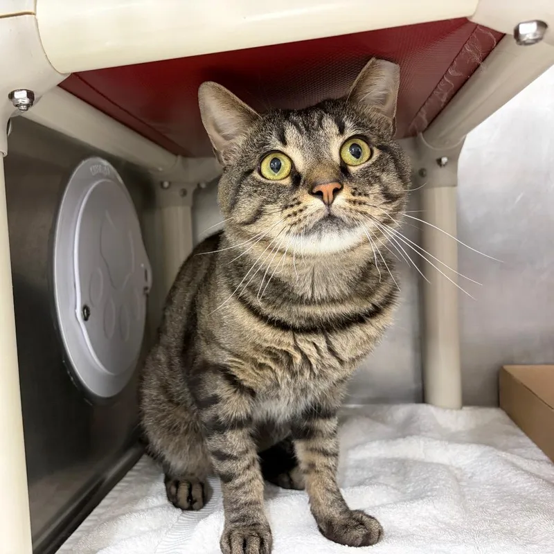 An adult medium-sized male Gray / Blue / Silver Domestic Short Hair cat named Freckles for adoption in Newark, NJ
