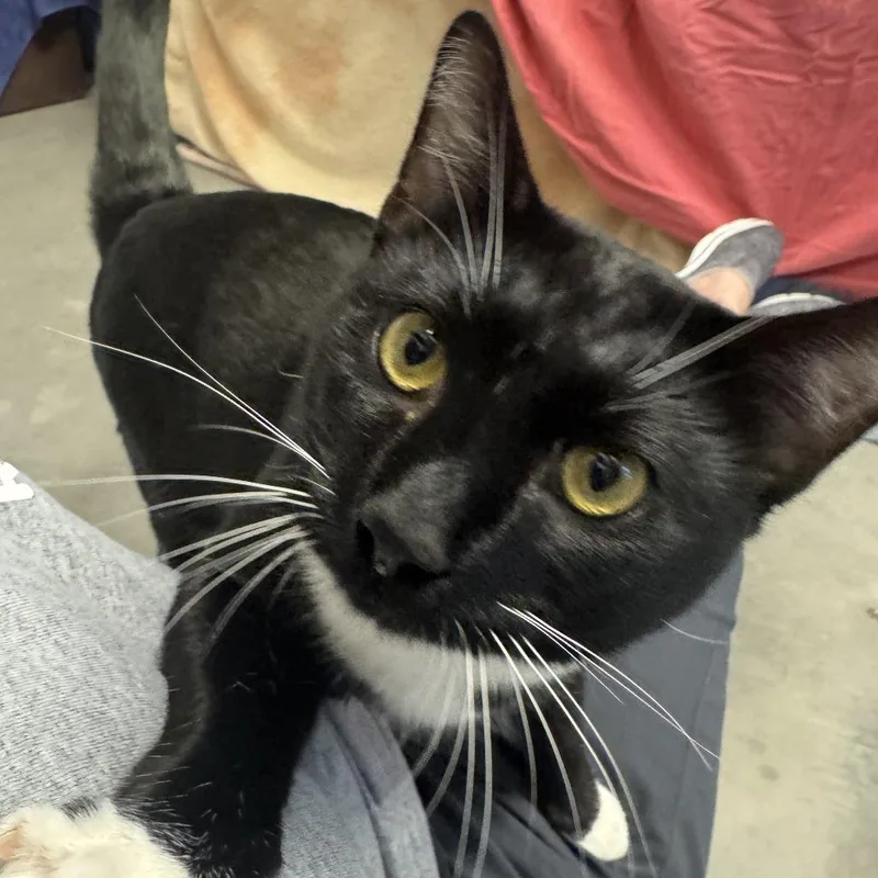 An adult large-sized male Domestic Short Hair cat named Ernie for adoption in Pittsburgh, PA