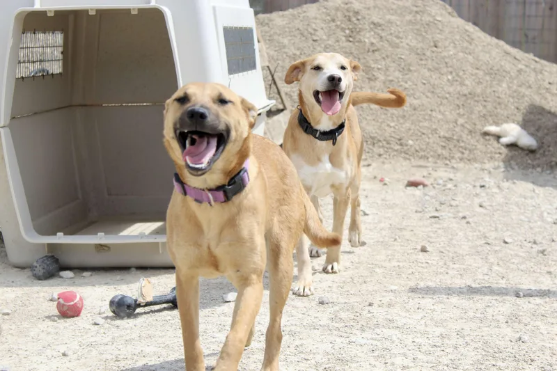 An adult medium-sized female Yellow / Tan / Blond / Fawn Black Mouth Cur dog named Trixie for adoption in Plain City, OH