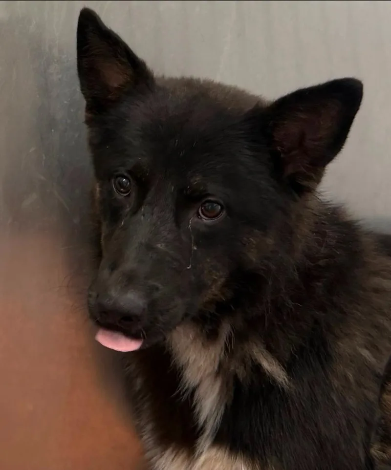 A young large-sized male Mixed Breed dog named Phoenix for adoption in Henderson, NC