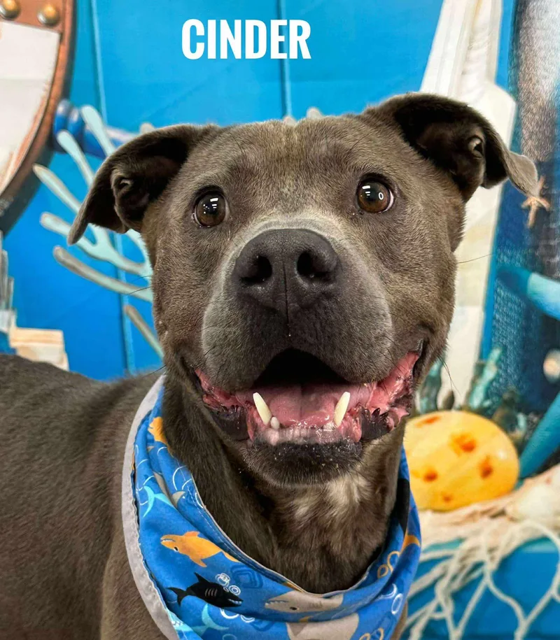 An adult medium-sized male Gray / Blue / Silver Mixed Breed dog named Cinder for adoption in Flint, MI