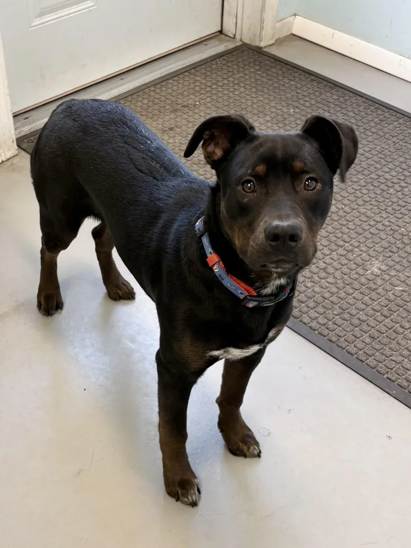 A baby medium-sized male Mixed Breed dog named Rocky for adoption in Big Rapids, MI