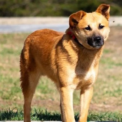 A young medium-sized male Shepherd dog named Smiley for adoption in Danbury, CT