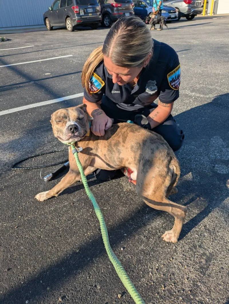 A young medium-sized male Brown / Chocolate Pit Bull Terrier dog named Valor for adoption in Cleveland, OH